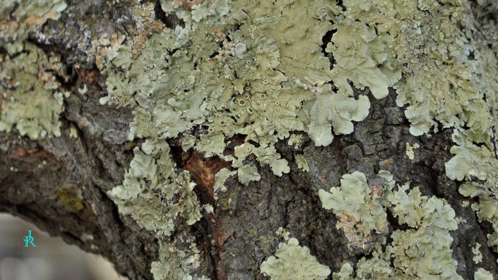 Lichen